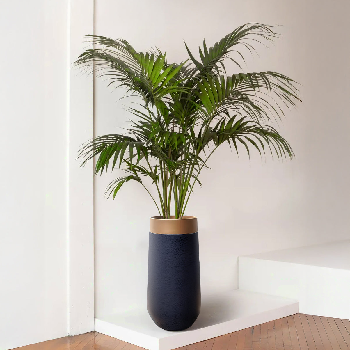 A tall, lush green indoor palm is set in the medium Mare e Terra Elegant Planter by Landmark Decor. The dark blue luxury planter with a gold rim rests on a light-colored step in a minimalist room featuring white walls and wooden flooring.