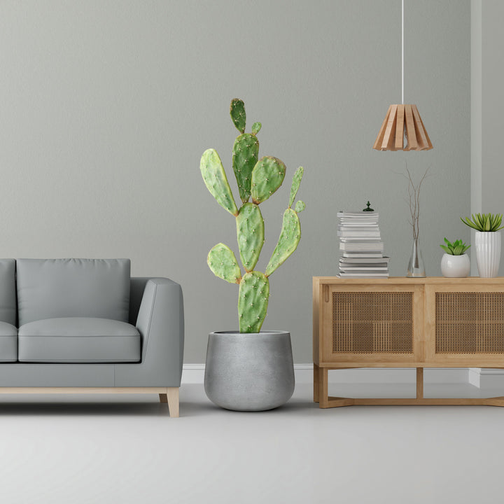 A modern living room boasts a light gray sofa, a large potted cactus in Landmark Decors Fortezza Planter - Small on the floor, and a wooden cabinet with books and plants. A pendant light enhances the soft green wall for added luxury and nature.