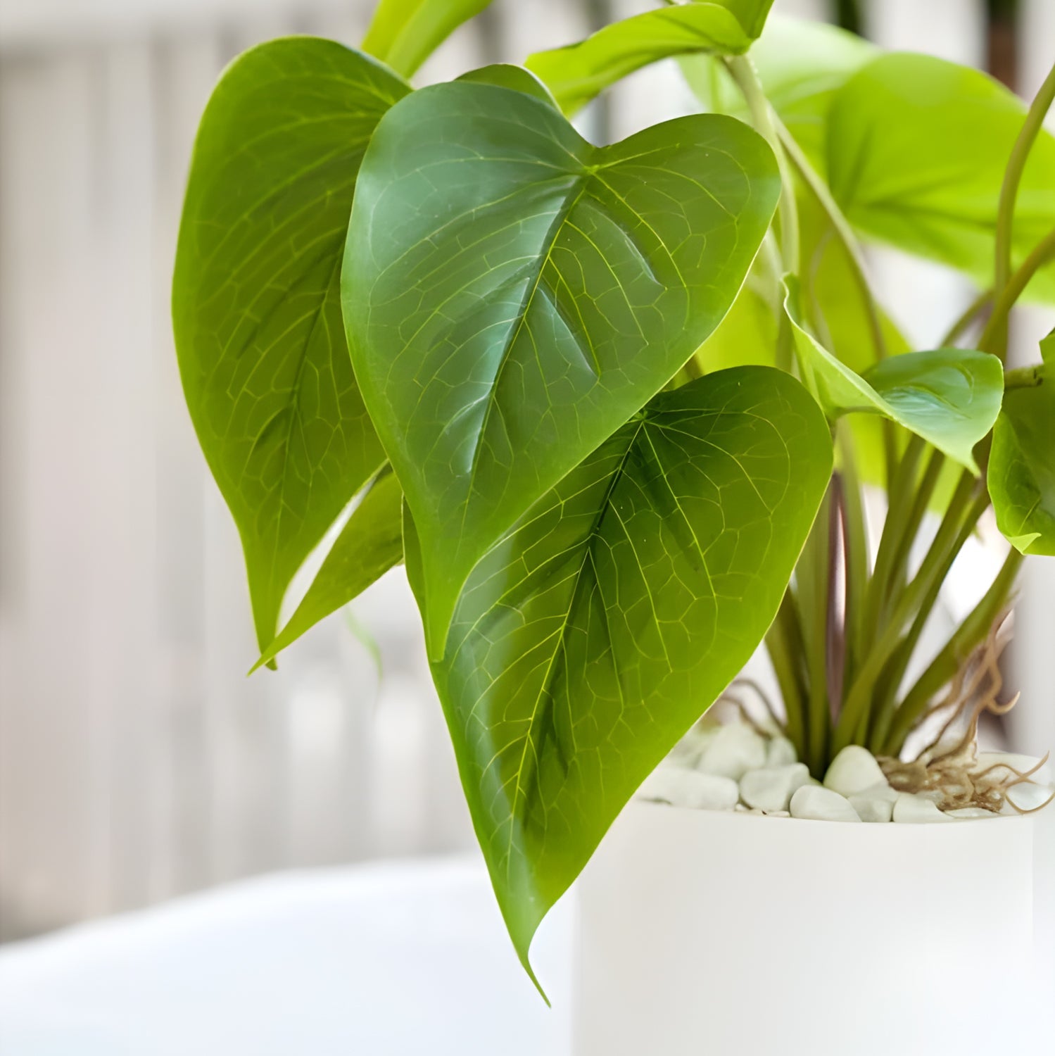 A close-up of the Esmerald Heart by Landmark Decor displays its vibrant, heart-shaped leaves in a white pot. Resting on small white stones, this lush green pothos is showcased under soft natural lighting that highlights its stunning veins.