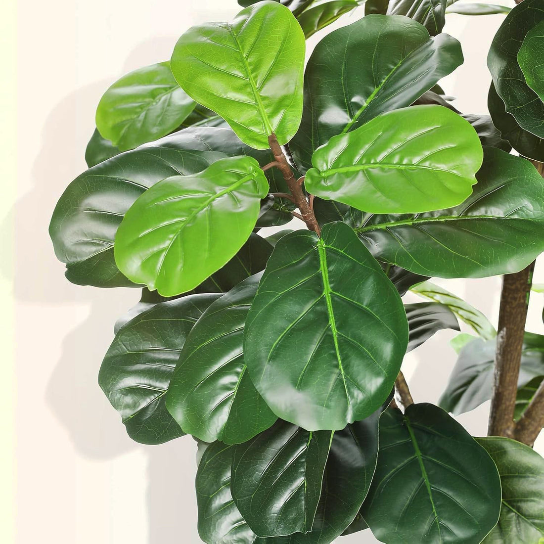 Close-up of Landmark Decors Verdant Symphony fiddle leaf fig, showcasing large, glossy leaves. The medium plants distinct veins and wavy texture beautifully reflect light against a softly blurred background.